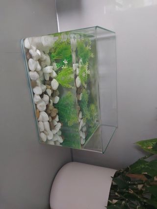 Pecera 2 peces