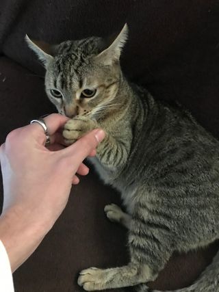 Paseador/cuidador de mascotas ❤️🐶🐱❤️