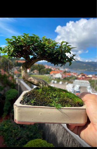 Bonsai shohin  lonicera de calidad