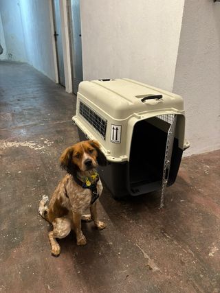 Transportin para perros homologado vuelos IATA