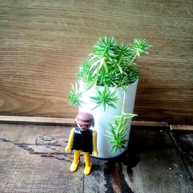 Planta Suculenta "MUSGO DORADO"