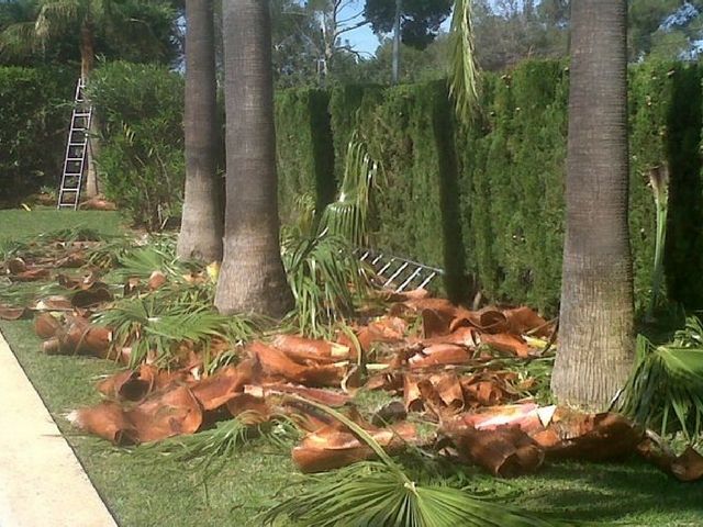 Poda y tala de palmeras 