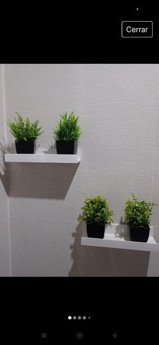 Lote de 12 mini plantas en maceta