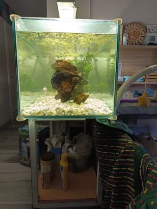 Acuario pecera