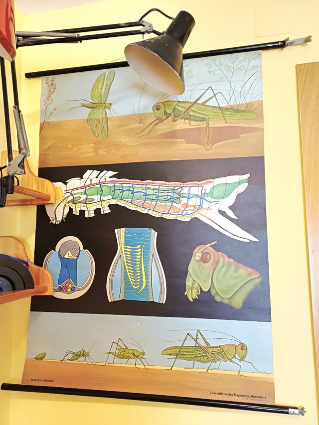 Mural escolar aleman vintage