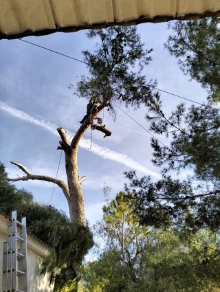 Poda i tala de pinos i palmeras