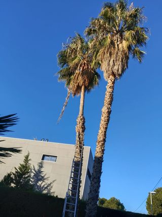 Poda i tala de pinos i palmeras