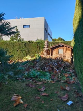 Poda i tala de pinos i palmeras