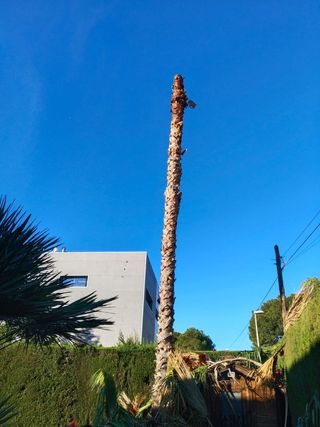 Poda i tala de pinos i palmeras