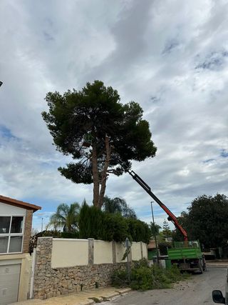 Poda i tala de pinos i palmeras