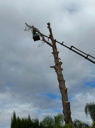 Poda i tala de pinos i palmeras