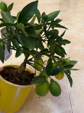 Limequat Bonsai Enano