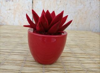 Mini Vaso Rosso ❤️Pianta Grassa🌵