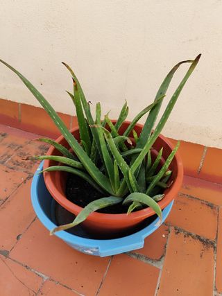 Planta aloe vera