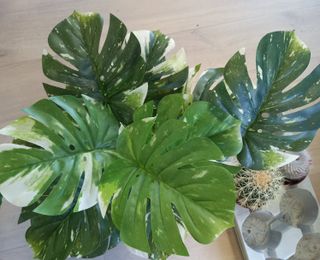 Monstera variegata artificial🤪