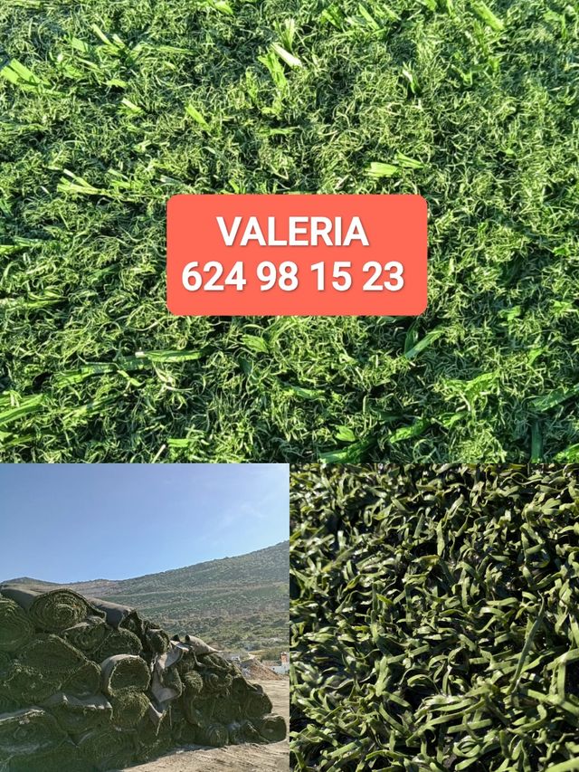 🟢Venta césped 🟢