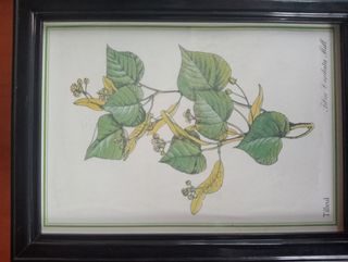 Lote cuadros plantas