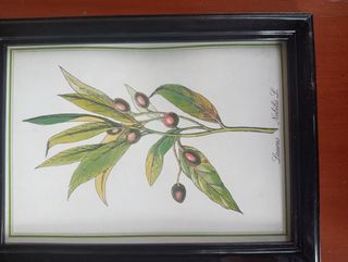 Lote cuadros plantas