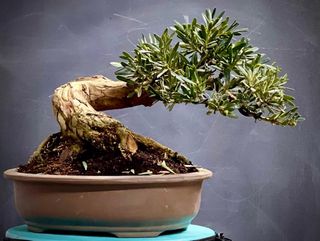 Bonsai Podocarpo