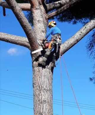 TALA Y PODA DE PINOS TRABAJOS DE ALTO RIESGO