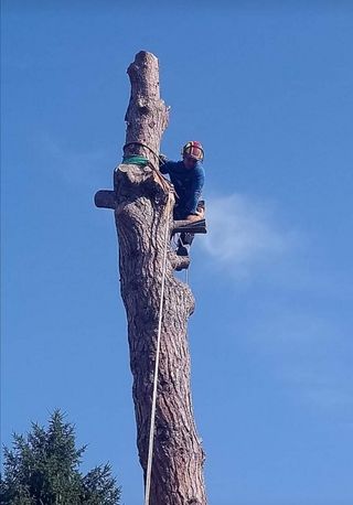 TALA Y PODA DE PINOS TRABAJOS DE ALTO RIESGO