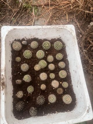 Cactus