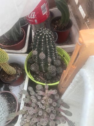 Cactus