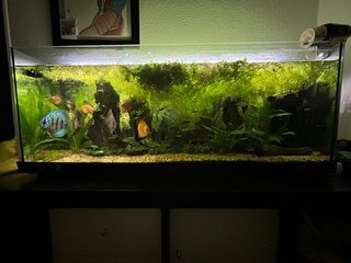 Acuario 120 litros