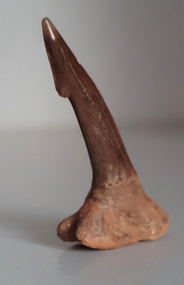 Fósil: diente de Onchopristis