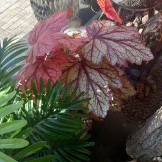 Heuchera artificiale 70cm