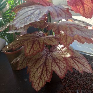 Heuchera artificiale 70cm