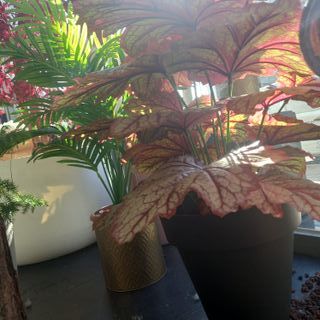 Heuchera artificiale 70cm