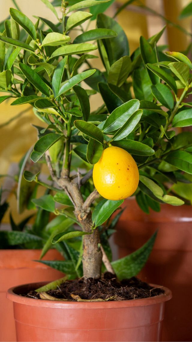 Limequat enano