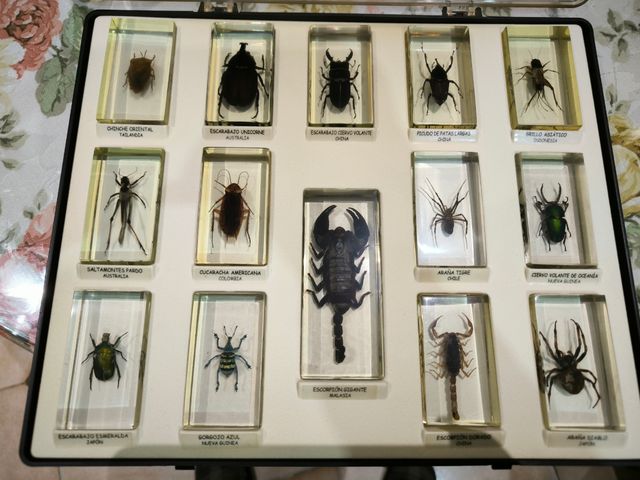 Colección Insectos