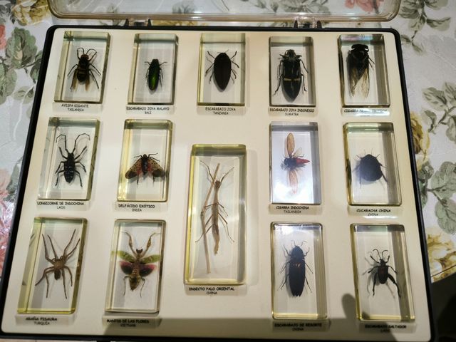 Colección Insectos