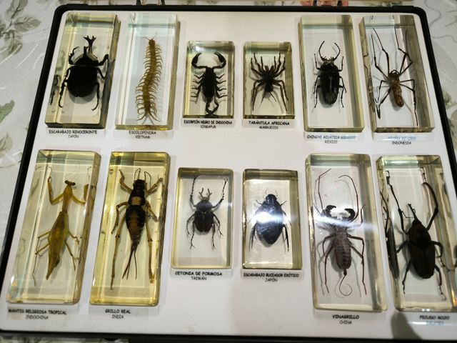 Colección Insectos