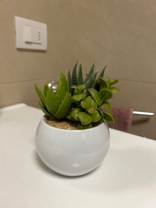 Pianta decorativa con vaso ceramica