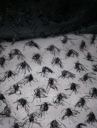 Organza MT 2.05