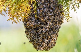 Se retiran enjambres