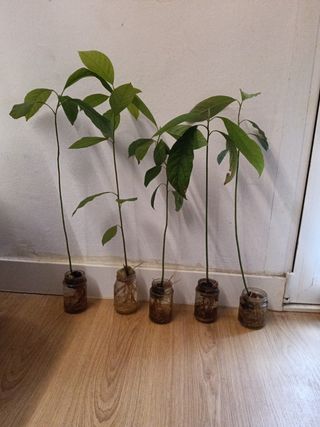 Planta aguacate 🌱