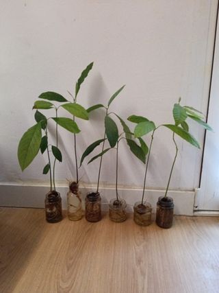 Planta aguacate 🌱