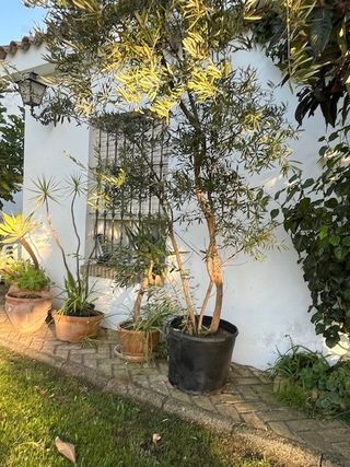 Olivo