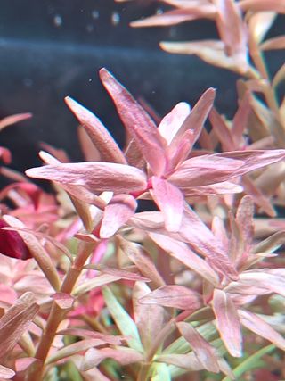 Rotala rotundifolia planta acuario