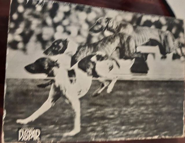 EL GALGO EN EL DEPORTE, CAZA