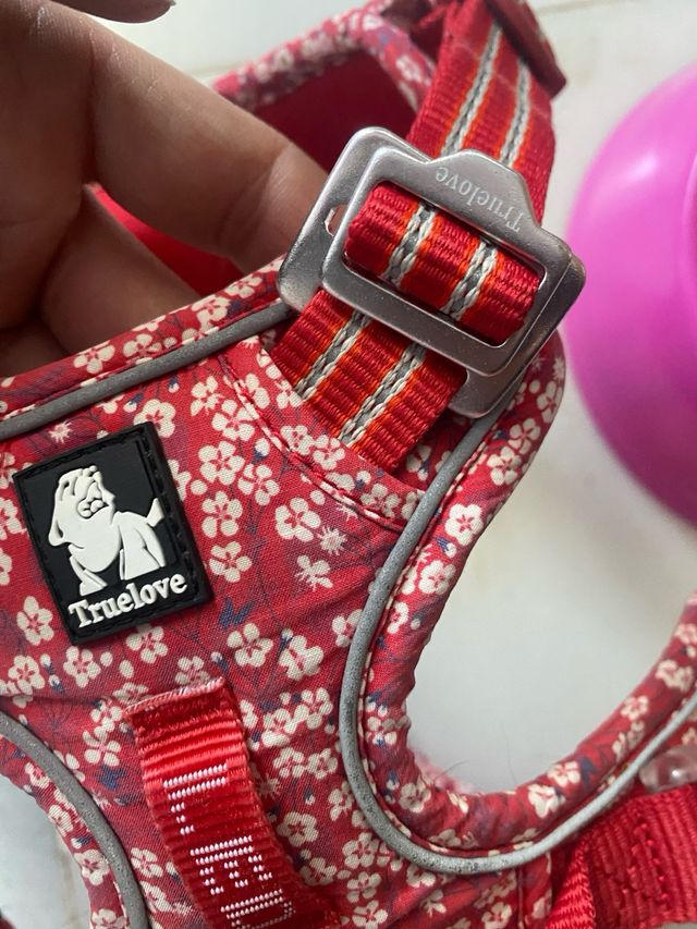 LOTE Arnes Correa Plato Chapa