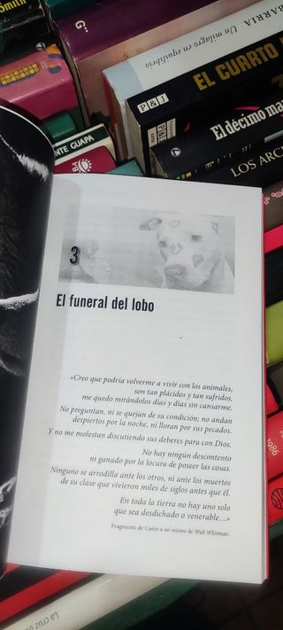 7 errores en la relación con tu perro