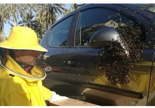 Apicultor retira enjambres de abejas