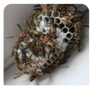 Apicultor retira enjambres de abejas