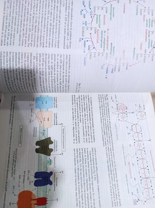Citologia e Histología Vegetal y Animal