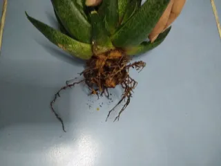 Planta suculenta